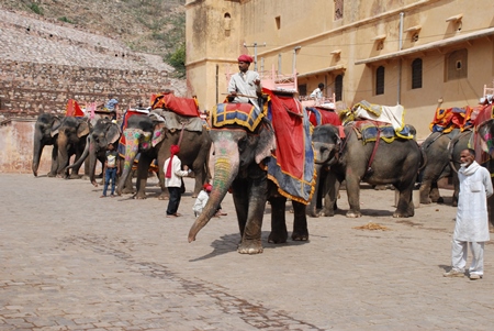 Men sitting on many decorated elephants at Amber Fort