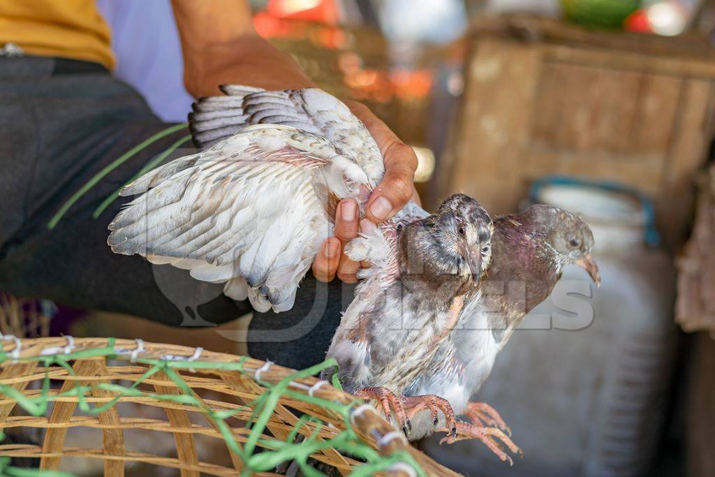 Pigeons on sale held up by their wings at a live animal market in the city of Imphal in Manipur in the Northeast of India