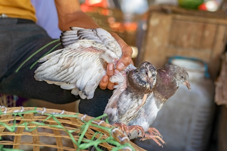 Pigeons on sale held up by their wings at a live animal market in the city of Imphal in Manipur in the Northeast of India