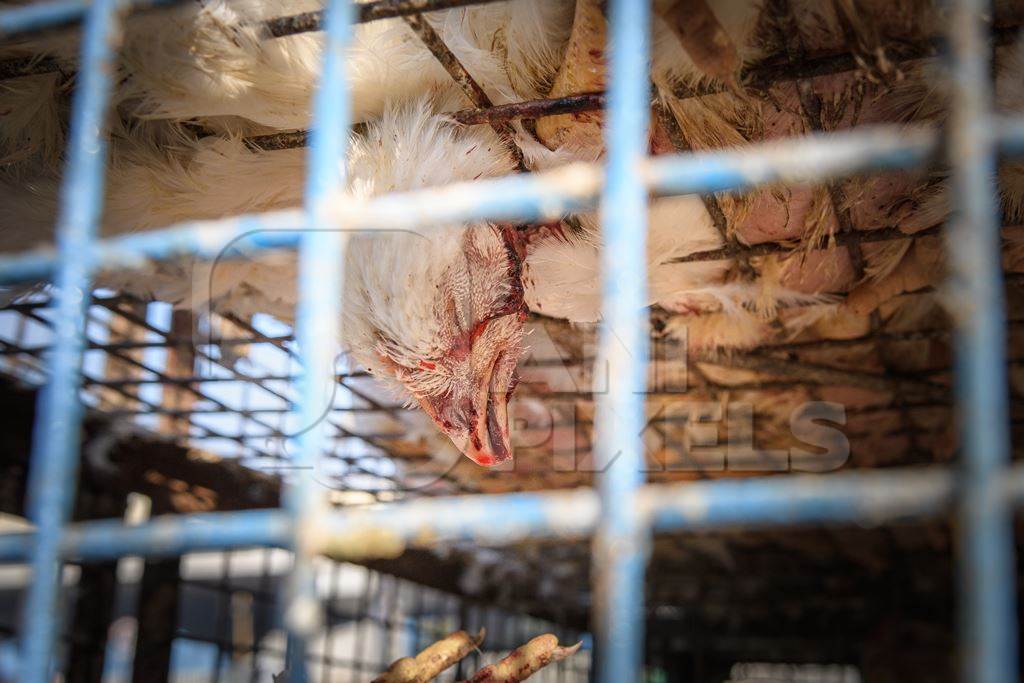 Dead Indian broiler chicken bleeding in a cage at Ghazipur murga mandi, Ghazipur, Delhi, India, 2022