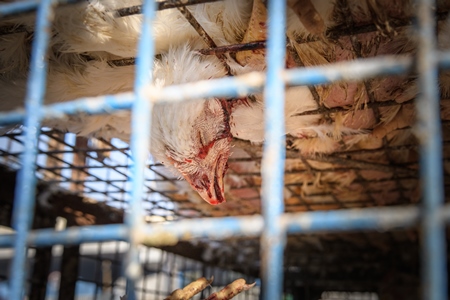 Dead Indian broiler chicken bleeding in a cage at Ghazipur murga mandi, Ghazipur, Delhi, India, 2022