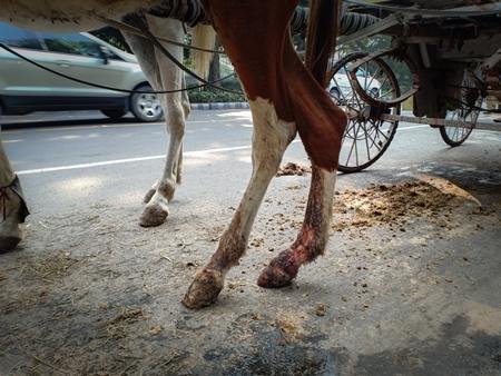 Horse with injury or wound on leg, used for horse-drawn carriage rides by tourists in front of Victoria Memorial, Kolkata, India, 2021