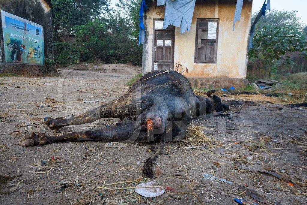 Dead farmed Indian buffalo on an urban dairy farm or tabela, Aarey milk colony, Mumbai, India, 2023