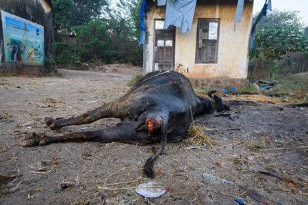 Dead farmed Indian buffalo on an urban dairy farm or tabela, Aarey milk colony, Mumbai, India, 2023