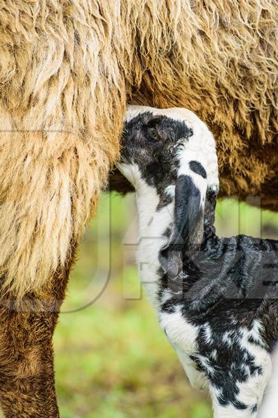 Mother and baby lamb suckling with herd of sheep in a field in rural countryside