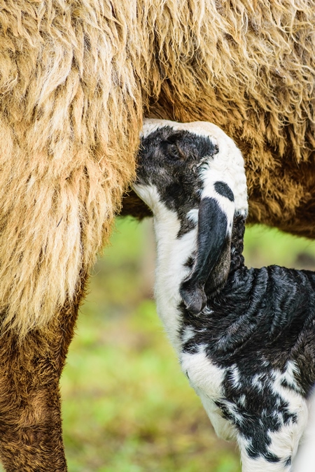 Mother and baby lamb suckling with herd of sheep in a field in rural countryside