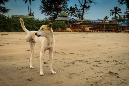 Three legged stray dog on beach in Goa