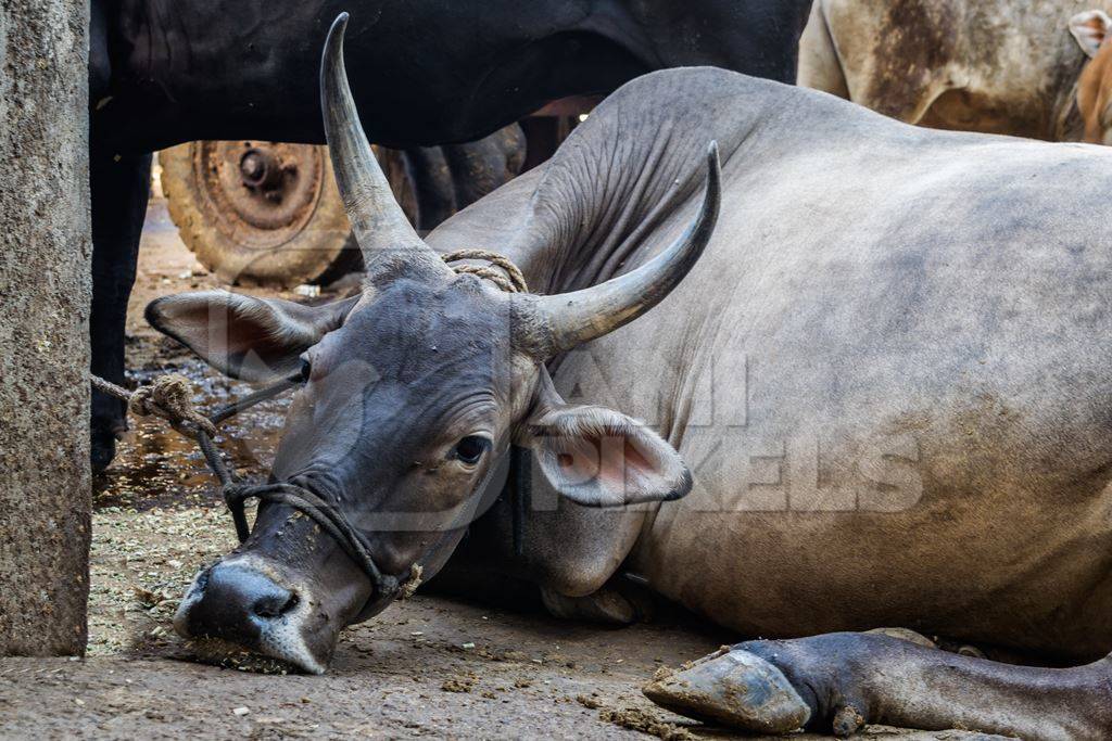 Sad cow or bull tied up lying on the floor in an urban dairy in Maharashtra