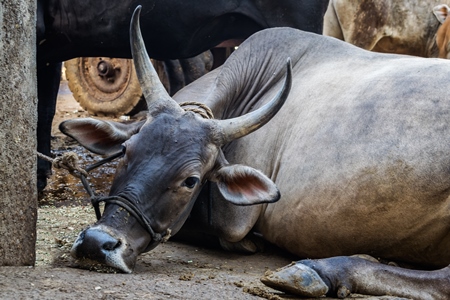 Sad cow or bull tied up lying on the floor in an urban dairy in Maharashtra