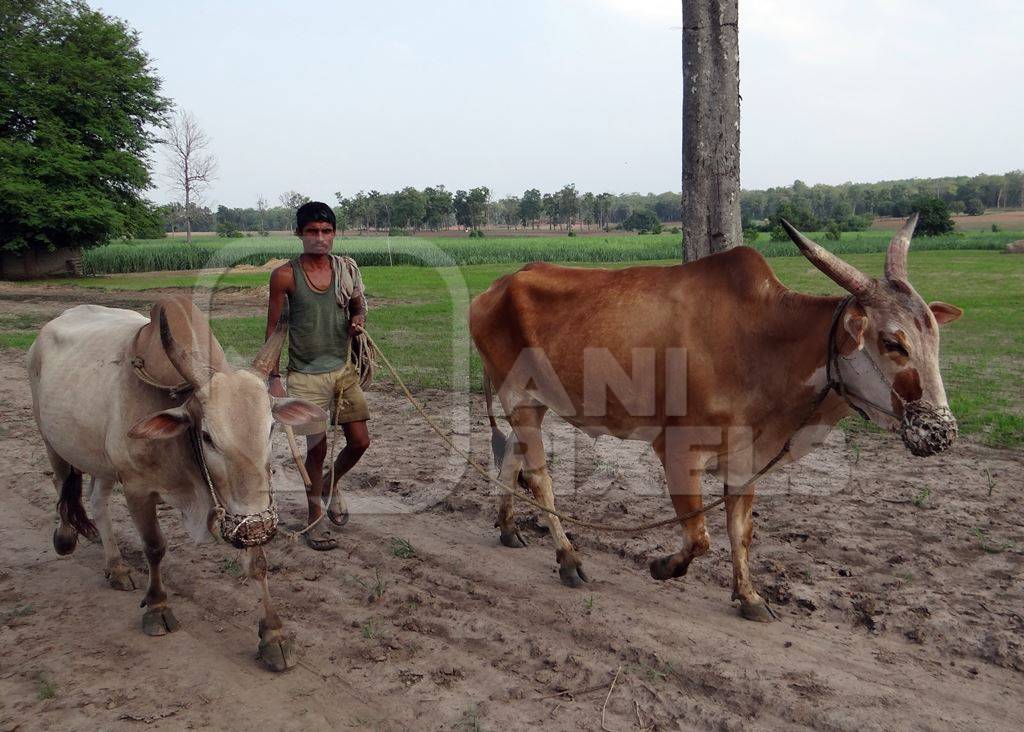 Man leading cattle through a rural field in Karnataka