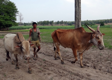 Man leading cattle through a rural field in Karnataka