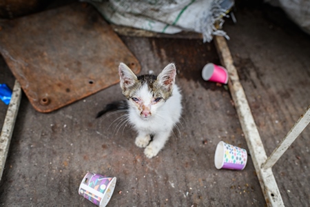 Sick or ill Indian stray kitten or street cat kitten in lane, Pune, Maharashtra, India, 2023
