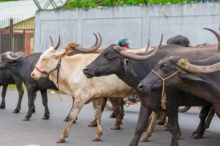 Herd of mixed Indian buffaloes and cows from a dairy farm walking along the road or street with traffic in a city in Maharashtra in India