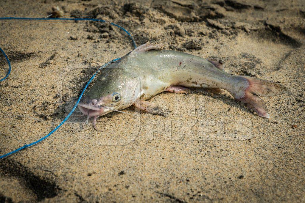 Fish with hook in mouth on a sandy beach in Kerala