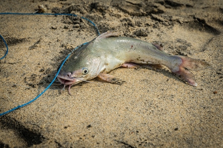 Fish with hook in mouth on a sandy beach in Kerala