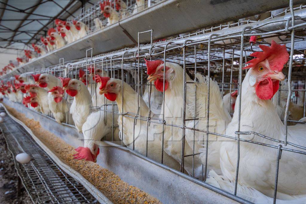 Battery cages containing hundreds of layer hens or chickens on a poultry layer farm or egg farm in rural Maharashtra, India, 2021