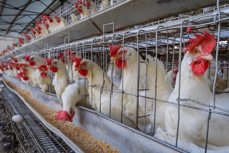 Battery cages containing hundreds of layer hens or chickens on a poultry layer farm or egg farm in rural Maharashtra, India, 2021