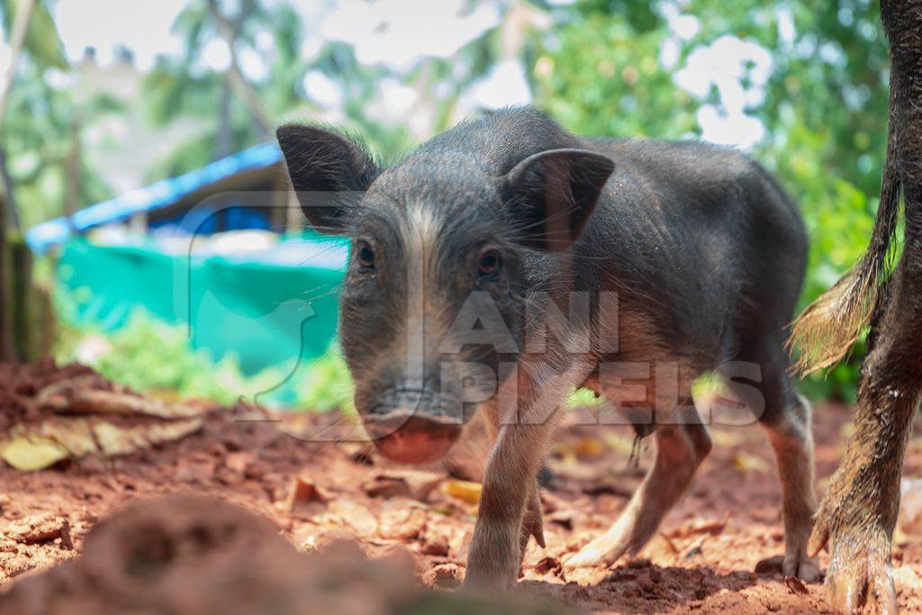 Cute piglet in a rural village in Goa