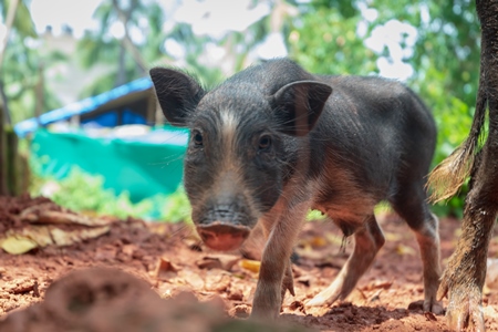 Cute piglet in a rural village in Goa