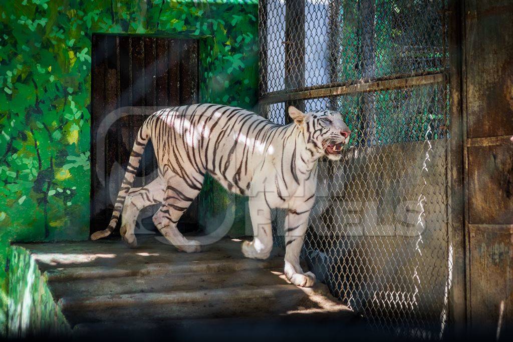 White tiger pacing in cage in Sanjay Gandhi Jaivik Udyan zoo