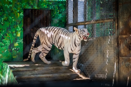 White tiger pacing in cage in Sanjay Gandhi Jaivik Udyan zoo