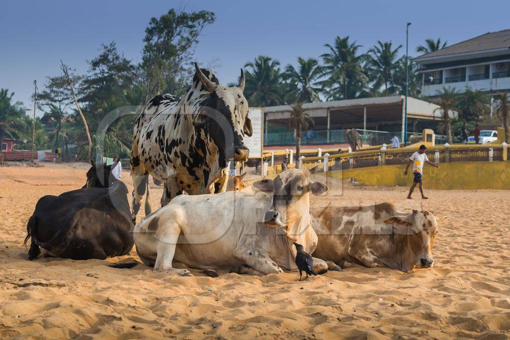 Street cows on beach in Goa in India with blue sky background and  sand