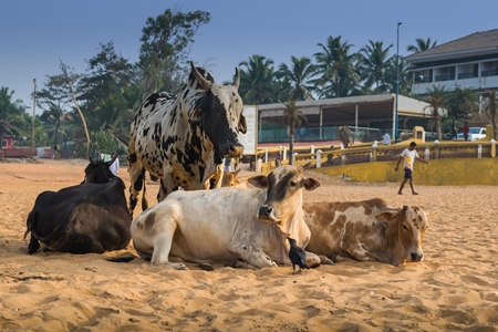 Street cows on beach in Goa in India with blue sky background and  sand