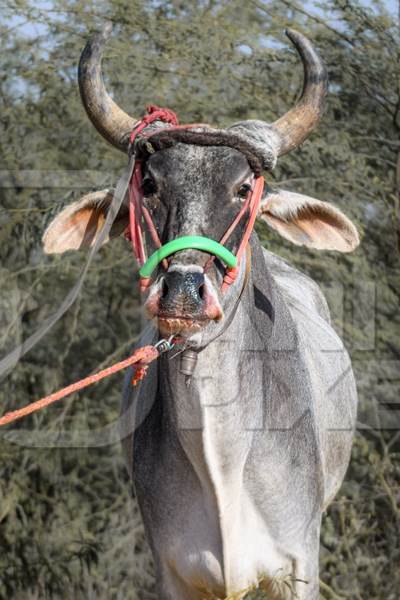 Indian bullock or bull with tight nose rope and blood in the nose and mouth at Nagaur Cattle Fair, Nagaur, Rajasthan, India, 2022