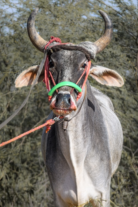 Indian bullock or bull with tight nose rope and blood in the nose and mouth at Nagaur Cattle Fair, Nagaur, Rajasthan, India, 2022