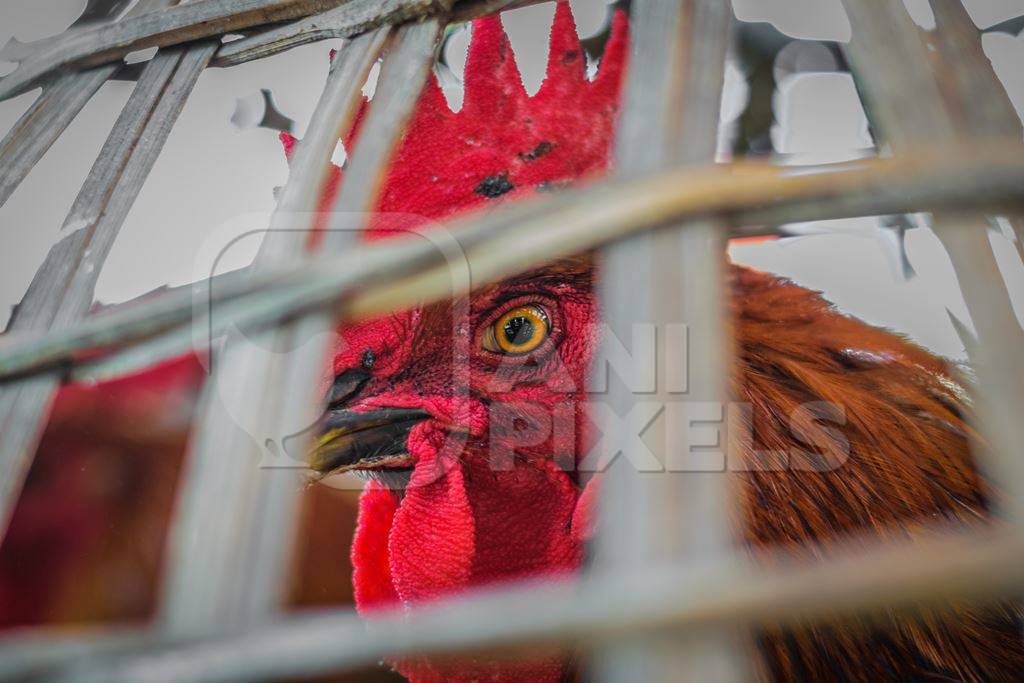 Chickens on sale in bamboo baskets at an animal market