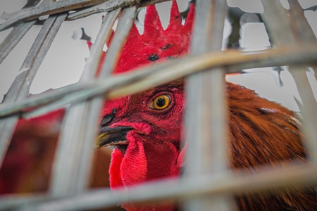 Chickens on sale in bamboo baskets at an animal market