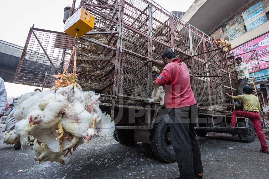 Broiler chickens raised for meat being unloaded from transport trucks near Crawford meat market