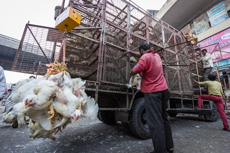 Broiler chickens raised for meat being unloaded from transport trucks near Crawford meat market