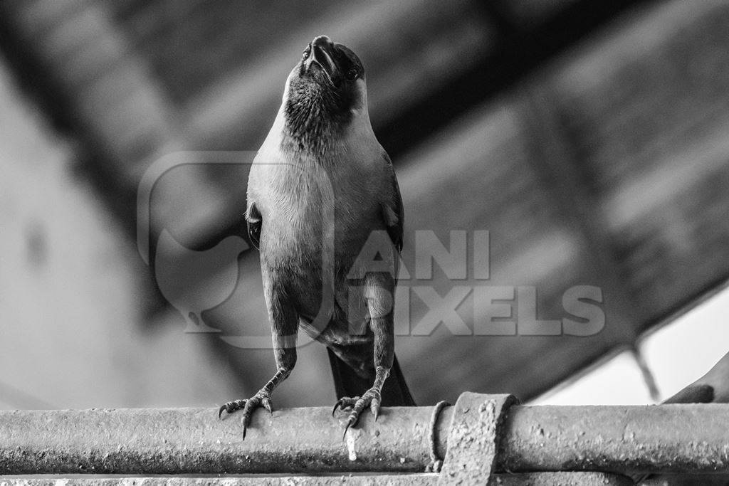 Crow sitting on bar at Crawford meat market in black and white