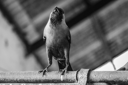 Crow sitting on bar at Crawford meat market in black and white