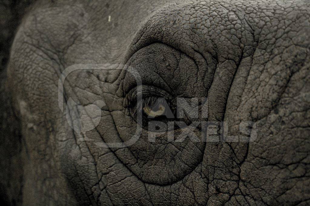 Close up of eye of wrinkled grey elephant