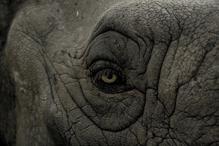 Close up of eye of wrinkled grey elephant