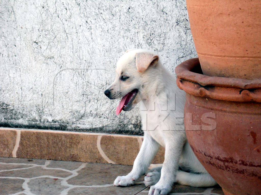 Small white street puppy sitting panting