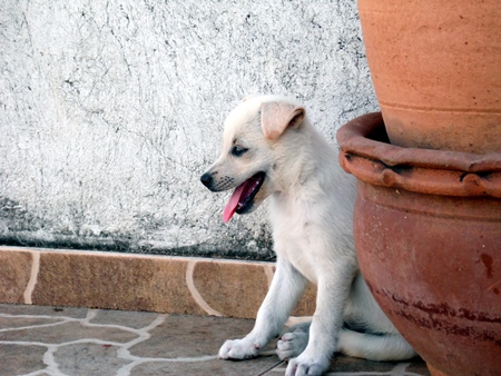 Small white street puppy sitting panting