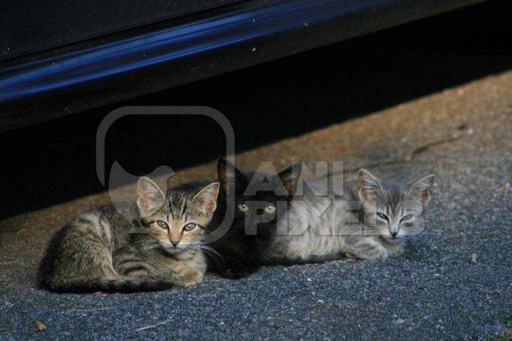 Three small street kittens sitting under car