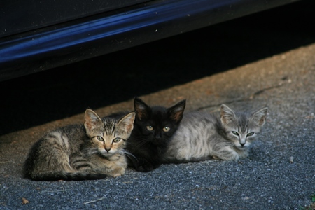 Three small street kittens sitting under car