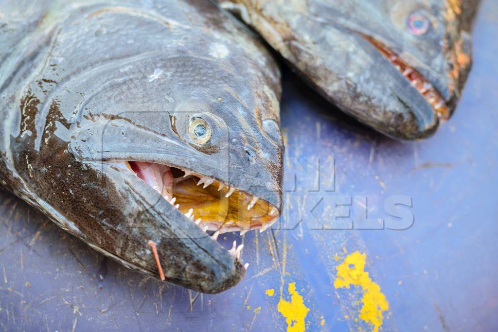 Fish on sale at a fish market at Sassoon Docks