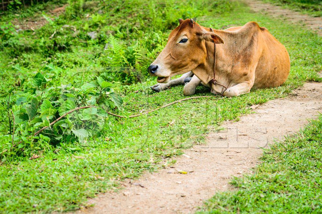 Brown cow sitting next to path in green field in rural village in Assam