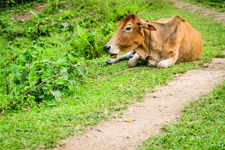 Brown cow sitting next to path in green field in rural village in Assam