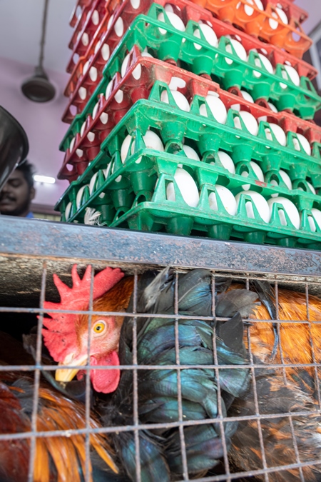 Indian chickens in a cage with trays of eggs at a chicken shop, Maharashra, India, 2022