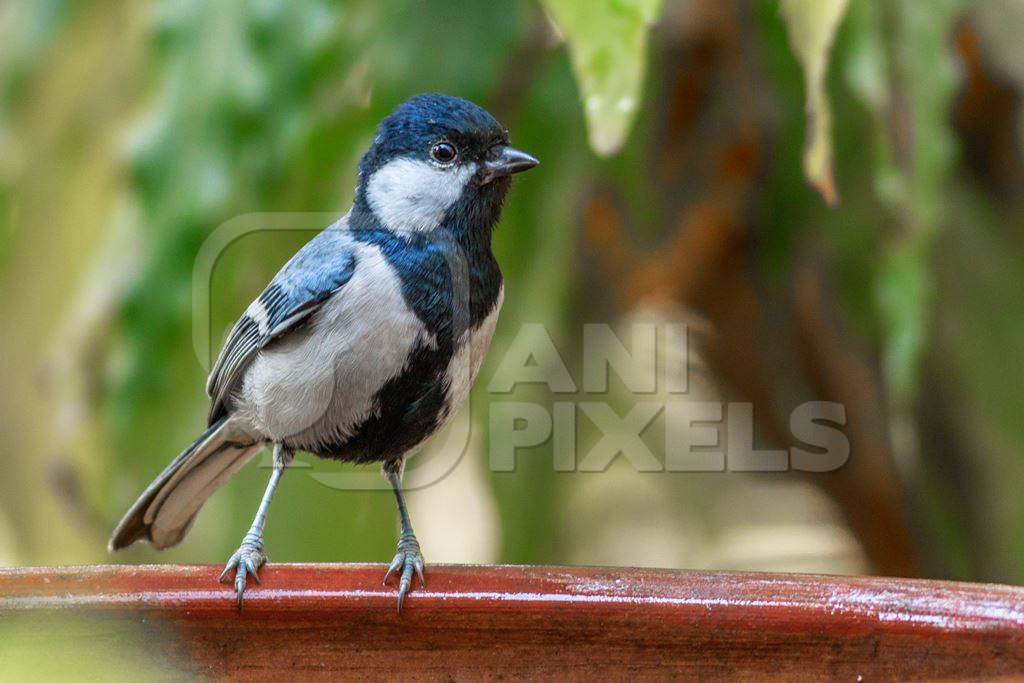 Great tit bird sitting on edge of waterbowl