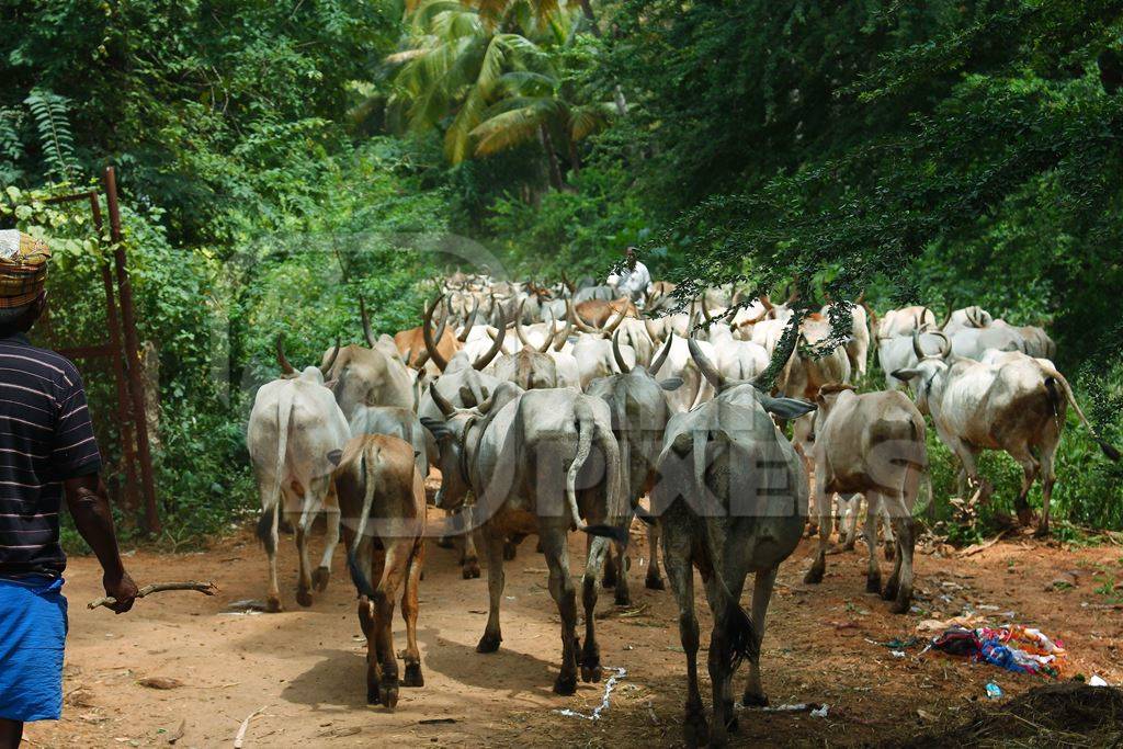 Herd of cattle being transported on foot