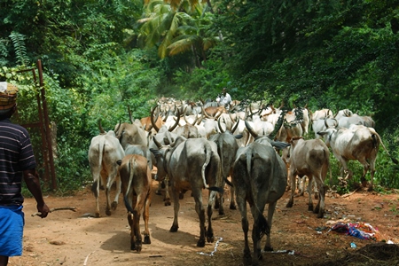 Herd of cattle being transported on foot