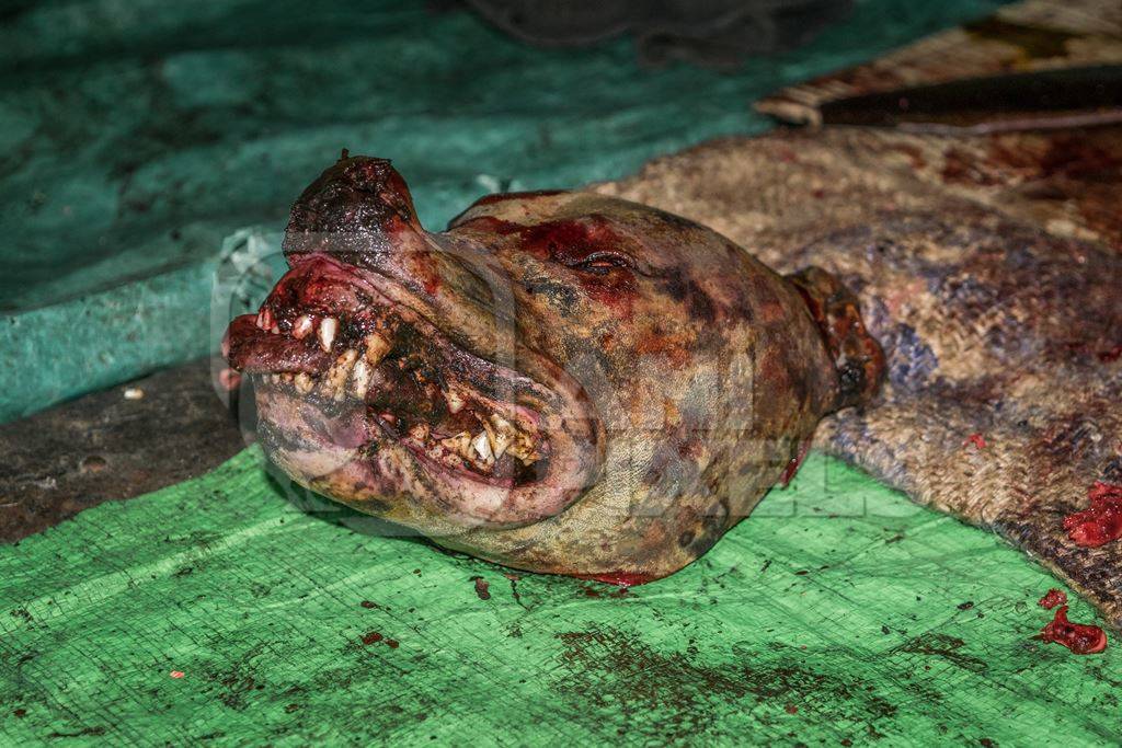 Dead dog head on sale at a dog meat market in Kohima in Nagaland, India, 2018