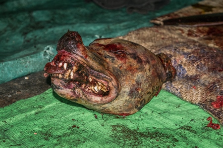 Dead dog head on sale at a dog meat market in Kohima in Nagaland, India, 2018